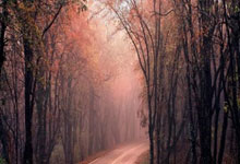 70球！凯恩停球后抽射破门，赖斯助攻.